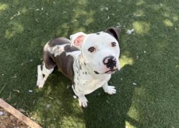 Pit Bull Terrier Dogs Available for Adoption in Antioch, California - JOSHUA TREE | PetCurious