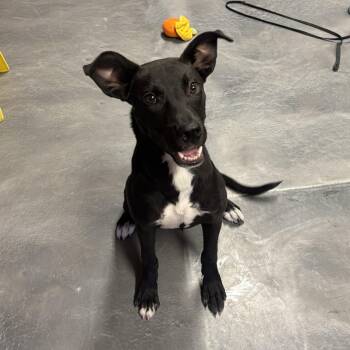 Rowdy -  Black Labrador Retriever Dog for Adoption in Phoenix, Arizona - Rowdy | PetCurious