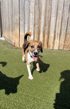 Beagle Dogs Available for Adoption - Snoopy | PetCurious