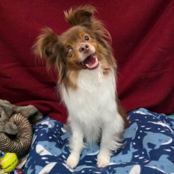 Australian Shepherd Dogs Available for Adoption in Jackson, Missouri - Danish | PetCurious