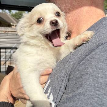 Maltese and Great Pyrenees Dogs Available for Adoption in Houston, Texas - Meet Elaina — The Gentle Little Maltese Who Blooms With Love | PetCurious