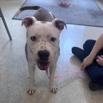 Nova -  Mixed Breed Dog for Adoption in Indianapolis, Indiana - Nova | PetCurious