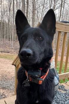 German Shepherd Dog Dogs Available for Adoption - Bella | PetCurious