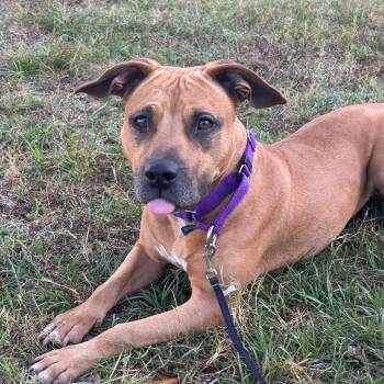 Boxer and Pit Bull Terrier Dogs Available for Adoption - Matilda | PetCurious