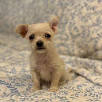 Dolly -  Terrier Dog for Adoption in Bellingham, Washington - Dolly | PetCurious