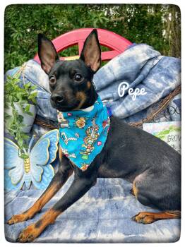 Miniature Pinscher Dogs Available for Adoption - Pepe | PetCurious
