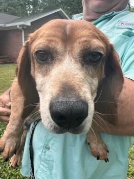 Otis -  Beagle Dog Available for Adoption in Williamsburg, Virginia - Otis | PetCurious