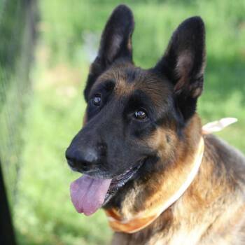 DAN -  German Shepherd Dog Dog for Adoption in San Antonio, Texas - DAN | PetCurious