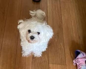 Rescue Maltese Dogs for Adoption in Oceanside, California - Momo | PetCurious