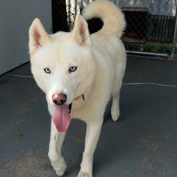 Salt -  Mixed Breed Dog for Adoption in Davenport, Iowa - Salt | PetCurious