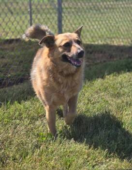 Clementine -  Cattle Dog Dog for Adoption in Winchester, Kentucky - Clementine | PetCurious