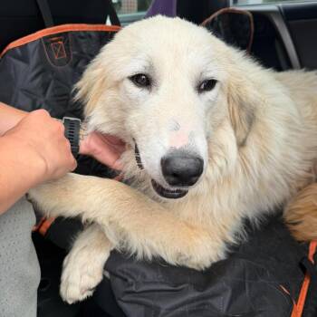 Walter -  Great Pyrenees Dog Available for Adoption in Wando, South Carolina - Walter | PetCurious