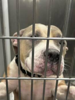 Rescue Mixed Breed Dogs for Adoption in West Chester, Pennsylvania - Sansa | PetCurious