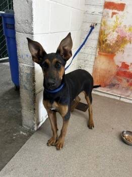 HERMIONE -  German Shepherd Dog Dog for Adoption in San Bernardino, California - HERMIONE | PetCurious