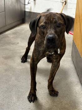 MASE -  Cane Corso Dog for Adoption - MASE | PetCurious