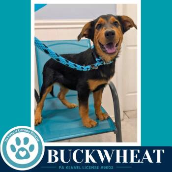 Buckwheat (Harvest Bunch) 080126 -  Labrador Retriever and Shepherd Dog for Adoption in Kimberton, Pennsylvania - Buckwheat (Harvest Bunch) 080126 | PetCurious