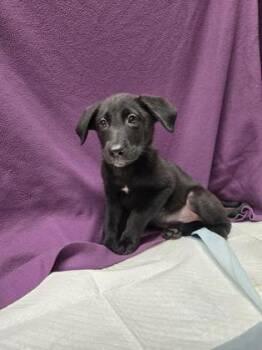 Animal -  German Shepherd Dog and Mixed Breed Dog for Adoption in Roseville, California - Animal | PetCurious