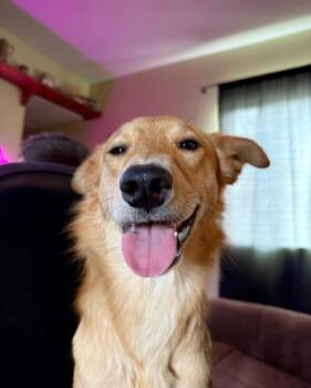 Bella -  Golden Retriever Dog for Adoption in Cortez, Colorado - Bella | PetCurious