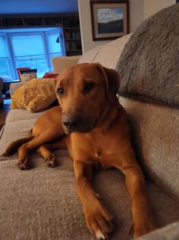 Amber -  Labrador Retriever and Labradoodle Dog for Adoption in New Albany, Ohio - Amber | PetCurious