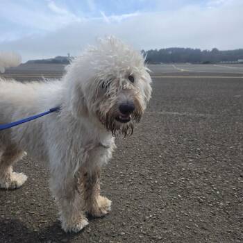 Leo -  Miniature Poodle and Mixed Breed Dog for Adoption in Pacifica, California - Leo | PetCurious