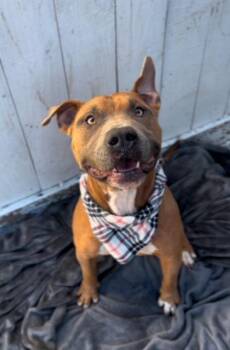 Rescue American Staffordshire Terrier and Mixed Breed Dogs for Adoption in Houston, Texas - Mac | PetCurious