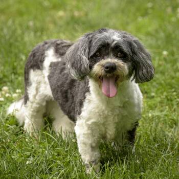 Netty -  Shih Tzu and Poodle Dog for Adoption in Lambertville, New Jersey - Netty | PetCurious