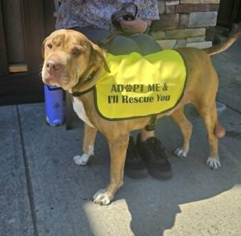 SULLY -  Shar Pei Dog for Adoption in Holbrook, New York - SULLY | PetCurious
