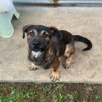 Parker -  Shepherd Dog for Adoption - Parker | PetCurious