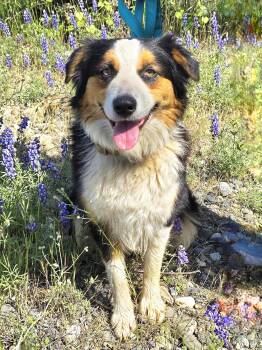 Australian Shepherd Dogs Available for Adoption in Cottonwood, California - Poppi | PetCurious