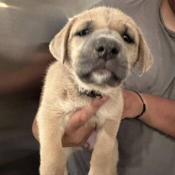 Mastiff and Australian Cattle Dog Blue Heeler Dogs Available for Adoption in Agua Dulce, California - Lavender | PetCurious