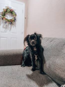 Gizmo -  Papillon Dog for Adoption in Goodyear, Arizona - Gizmo | PetCurious