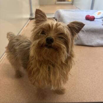 Hawkman -  Yorkshire Terrier Dog for Adoption in Walnut Creek, California - Hawkman | PetCurious