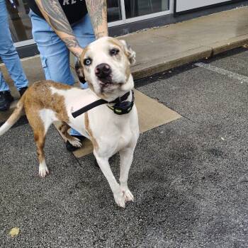 Rescue Catahoula Leopard Dog and Mixed Breed Dogs for Adoption in Uniontown, Pennsylvania - Penny | PetCurious