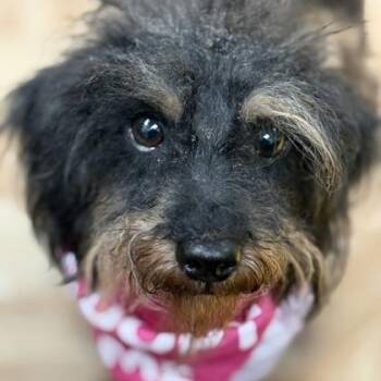 Terrier Dogs Available for Adoption in Worcester, Massachusetts - Artemis | PetCurious