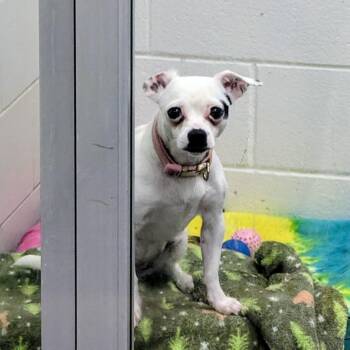Love -  Mixed Breed and None Dog for Adoption in Walker, Michigan - Love | PetCurious