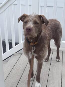 Penny -  German Wirehaired Pointer Dog for Adoption in Willingboro, New Jersey - Penny | PetCurious