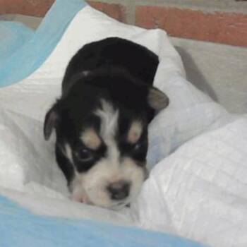 Shikoku -  Dachshund and Chihuahua Dog for Adoption in Park Row, Texas - Shikoku | PetCurious