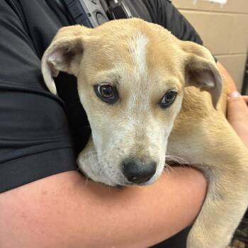 Tyrion -  Mixed Breed Dog for Adoption in Gadsden, Alabama - Tyrion | PetCurious