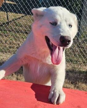 Rescue Siberian Husky and Mixed Breed Dogs for Adoption in Columbia, South Carolina - Clark | PetCurious