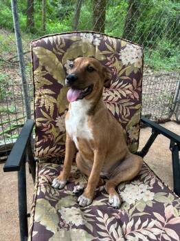 Honey -  Mixed Breed Dog Available for Adoption in Taycheedah, Wisconsin - Honey | PetCurious