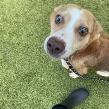 Gigi -  Retriever and Husky Dog for Adoption in Greensboro, North Carolina - Gigi | PetCurious