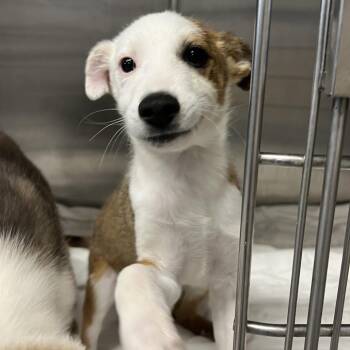 Opie -  Mixed Breed Dog for Adoption in Moab, Utah - Opie | PetCurious
