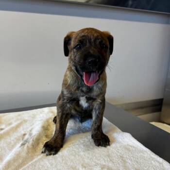 IVHS-Stray-139653 -  Pit Bull Terrier Dog for Adoption in San Gabriel, California - IVHS-Stray-139653 | PetCurious