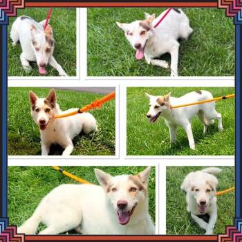 TAE -  Australian Shepherd and Husky Dog for Adoption in Buckhannon, West Virginia - TAE | PetCurious