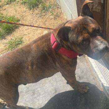 Mr. Beefy -  Pit Bull Terrier Dog for Adoption in Watertown, New York - Mr. Beefy | PetCurious