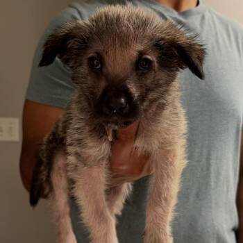 Haight -  Mixed Breed Dog for Adoption in Buffalo, Minnesota - Haight | PetCurious