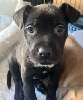 Labrador Retriever and Pit Bull Terrier Dogs Available for Adoption - Hannah | PetCurious