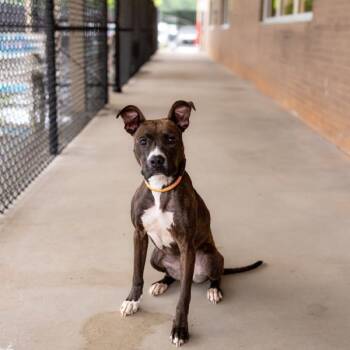 Pit Bull Terrier Dogs Available for Adoption in Lawrenceville, Georgia - Pen 185 Truffle | PetCurious