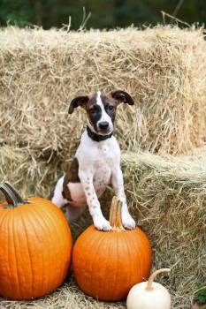 Rescue Australian Cattle Dog Blue Heeler and Hound Dogs for Adoption in Bonifay, Florida - Paloma (Coming Soon) | PetCurious