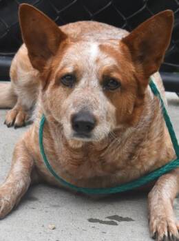 Australian Cattle Dog Blue Heeler Dogs Available for Adoption in Tulsa, Oklahoma - CANDY | PetCurious